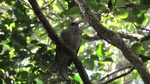 Mauritius-Rotschnabelbülbül