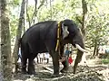 Unnikrishnan, der Tempelelefant des Mavelikara Srikrishanswami Tempels, Kattuvalli, Kerala