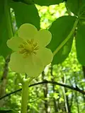 Die einzeln stehende Blüte