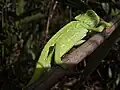 Chameleon
