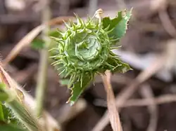 Tribus Trifolieae: Medicago granadensis