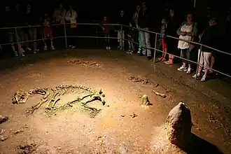 Skelett eines Höhlenbären (Ursus spelaeus) in der Höhle