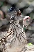 Großer Rennkuckuck mit Nahrung