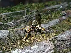 Megarhyssa macrurus macrurus ♀