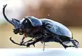 Megasoma mars