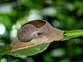 Megaustenia fragile im Cuc Phuong Nationalpark