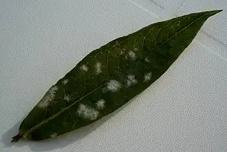 Mehltau auf Phlox; leichte Besiedlung mit sichtbaren Mycelienherden