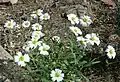 Melampodium leucanthum