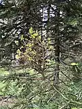 Melampsorella caryophyllacearum (Geäst)