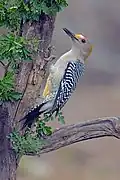 Goldstirnspecht (Melanerpes aurifrons)