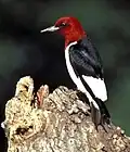 Rotkopfspecht (Melanerpes erythrocephalus)