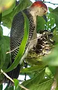 Melanerpes santacruzi