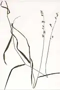 Herbarbeleg