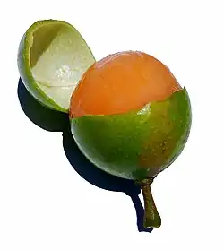 Honigbeere (Guinep, Mamoncillo, Quenepa(e))