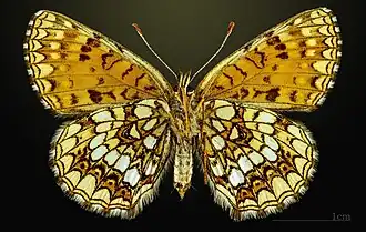 ♀ △