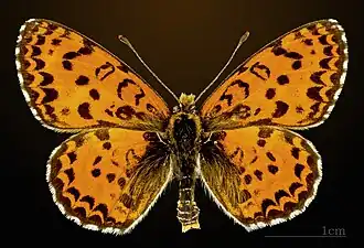 Roter Scheckenfalter ♂