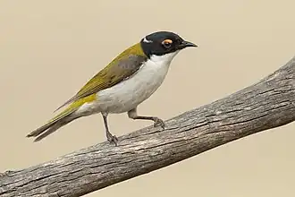 Mondstreif-Honigfresser (Melithreptus lunatus)