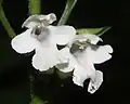 Weiße Farbvariante
