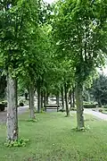 Lindenallee