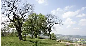 Blick über das Plateau des Mensfelder Kopfs nach Westen mit Flacht (rechts)