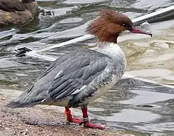 Gänsesäger