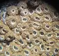 schüsselförmig Merismodes fasciculata