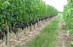 Merlot