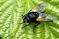 Mittagsfliege (Mesembrina meridiana)