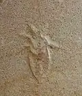 Wanze Mesonepa primordialis