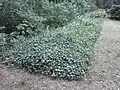 Reihengrab mit Bombenopfern auf Friedhof Meuselwitz