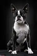 Studiofotografie eines Boston Terriers, 2016