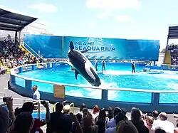 Orca im Miami Seaquarium