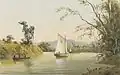 On the Caroni, Trinidad