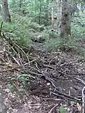 Erlengesäumt