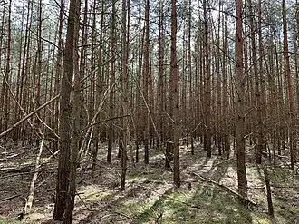 Stertberg