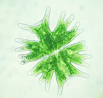 Micrasterias sp.