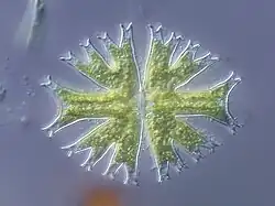 Micrasterias furcata [Micrasterias radiata]