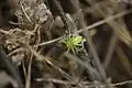 Weibchen in der Vegetation