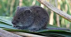 Nordische Wühlmaus