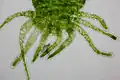 H. viridissima