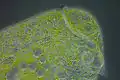 Stentor sp.
