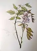 Millettia grandis