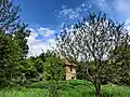 Altes Dorfhaus mit Baum