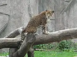 Jaguar