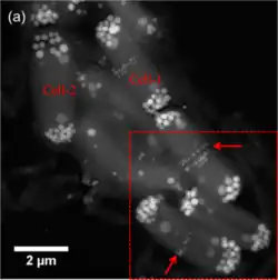 Synechococcus calci­polaris G9, eine Woche gewachsen in BG-11. HAADF-STEM-Auf­nahme von sieben Zellen.[A. 2] Ausschnitt: