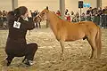 Nederlands Mini Paarden