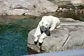 Eisbär (Ursus maritimus)