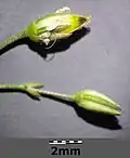 Die Frucht (oben) ist so lang oder länger als die Kelchblätter.