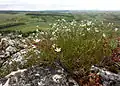 Blick von der Klippe, im Vordergrund die in Österreich gefährdete[5] Borsten-Miere (Minuartia setacea).