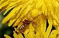 Misumena vatia, gelbes Weibchen mit Beute